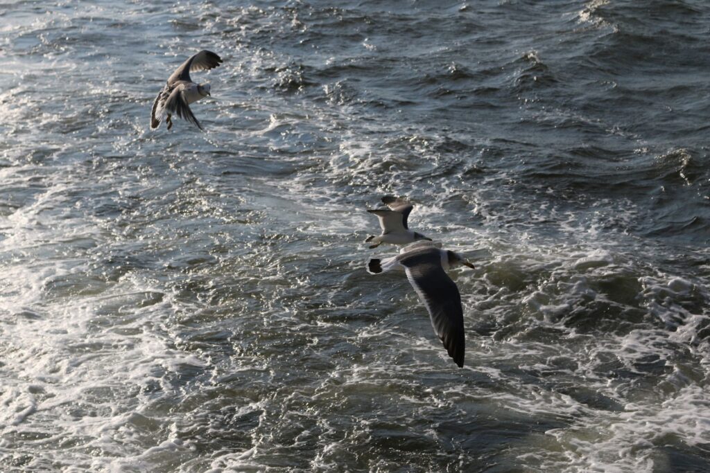 浜名湖フォークトピア